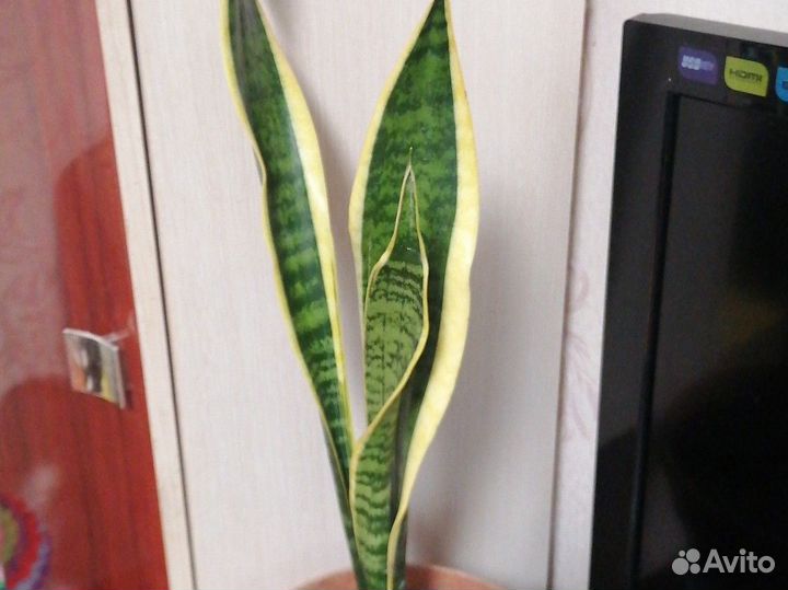 Сансивиерия сортовая