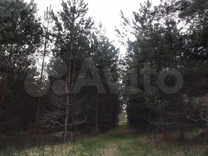 Участок 57 га (СНТ, ДНП)