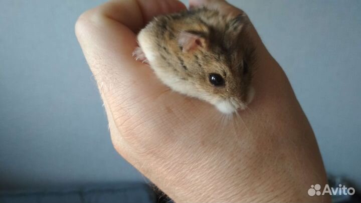 Джунгарский хомяк с клеткой