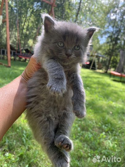 Котики маленькие