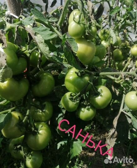 Семена. Перца