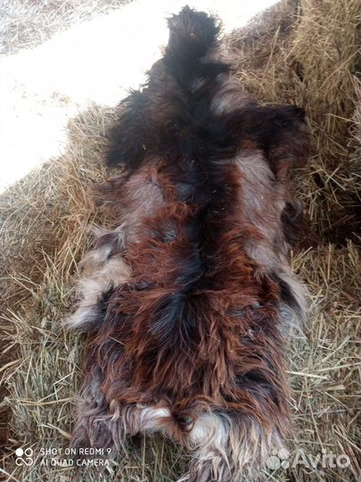 Шкурка животного (козла) в ассортименте все цвета