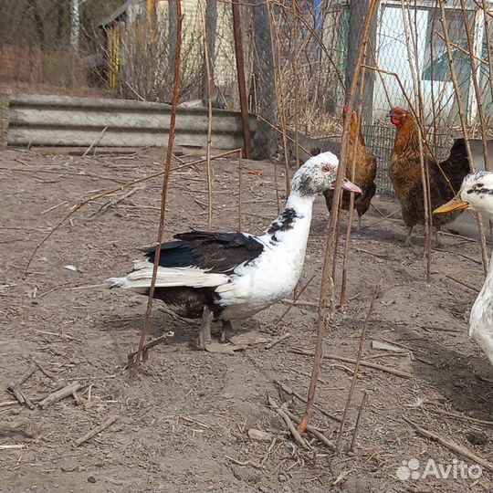 Китайский шелковый петух и семья индоуток