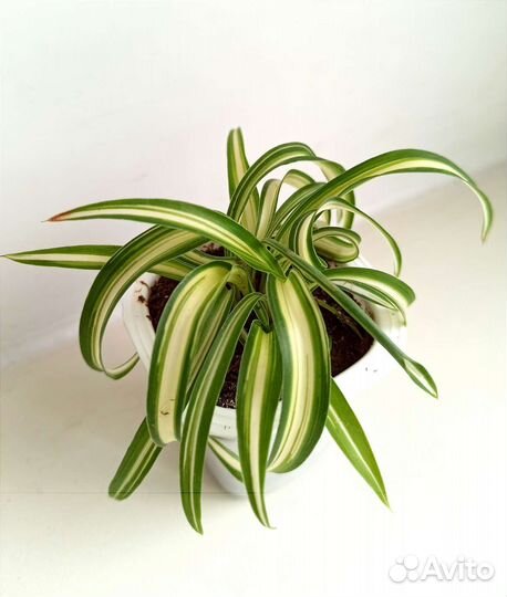 Комнатные цветы,Фикусы,Аглаонема,Денежное