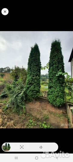 Туя смарагд 130-160см опт