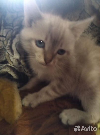 Тайские котята