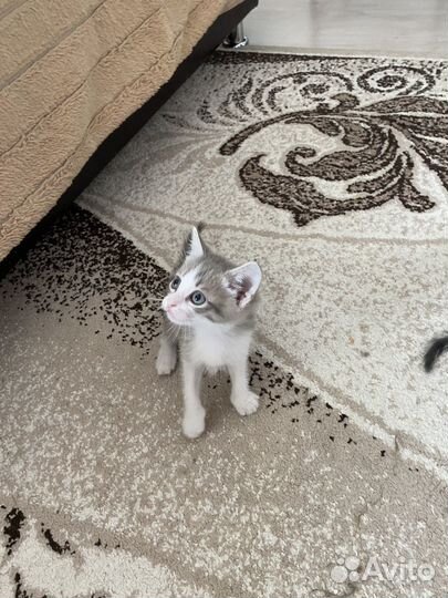 Котята