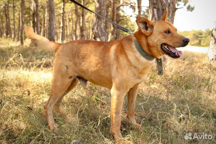 Статный Рэд