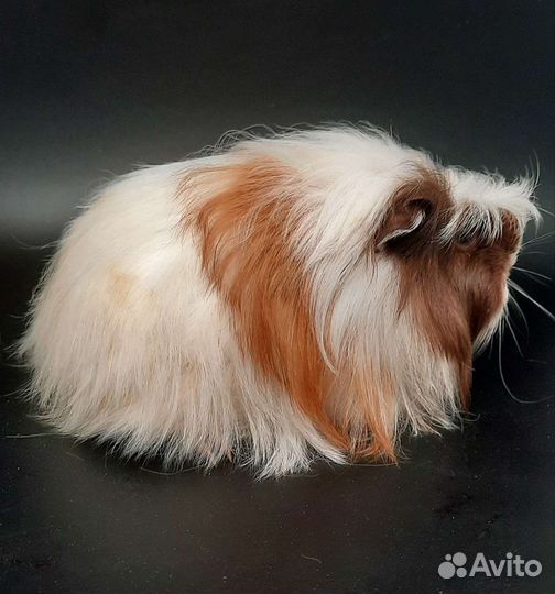 Длинношерстные морские свинки девочки
