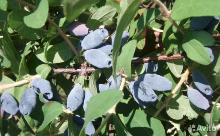 Саженцы жимолости Московская