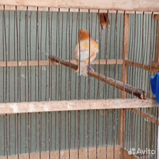 Кенары певчий