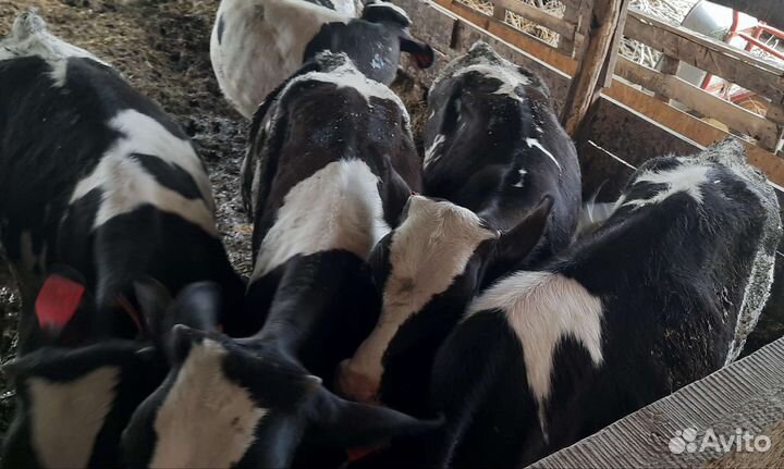 Быки живым весом