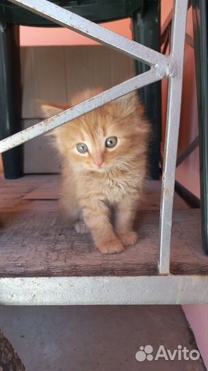 Котята в добрые руки приучены к лотку