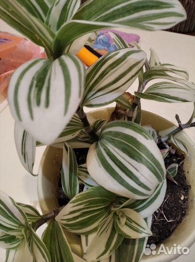 Традесканция сортовая с горшком