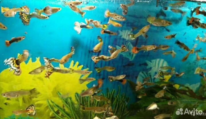 Гуппи, Анциструсы