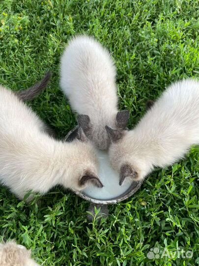 Отдам сиамских котят в добрые руки