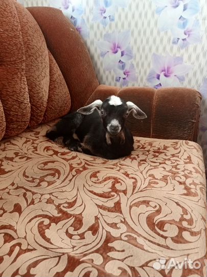 Продам козлят