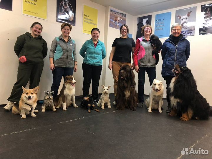 Кинолог, дрессировка собак, зоопсихолог