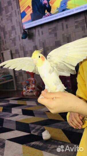 Попугай корелла мальчик