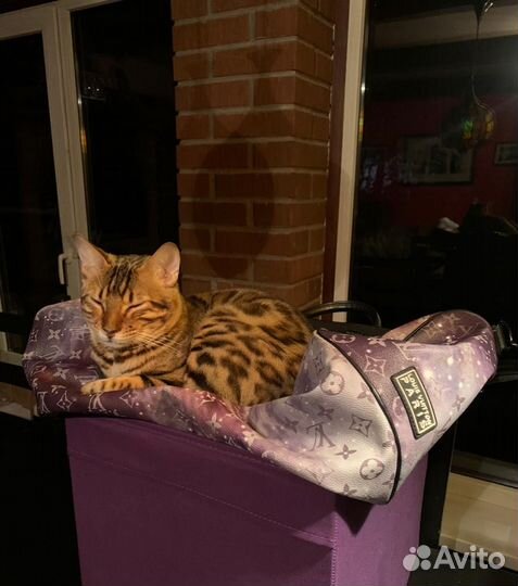 Бенгальский кот вязка