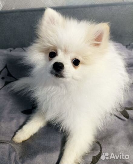 Померанский шпиц