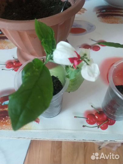 Комнатные цветы