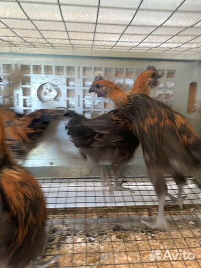 Петух лакеданзи