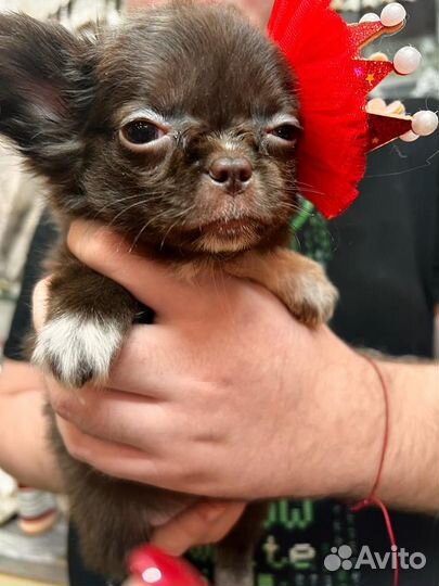 Щенки чихуахуа мини девочки