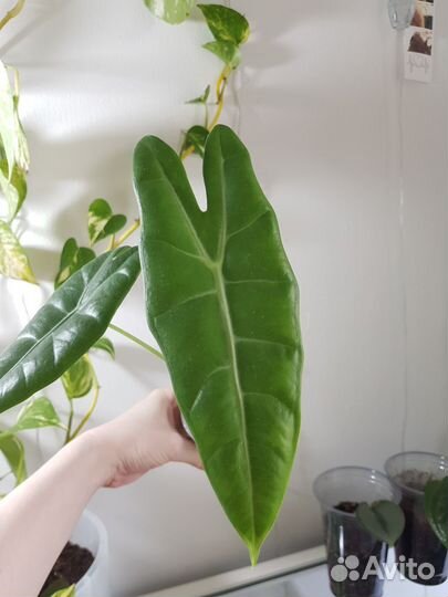 Алоказия лонгилоба