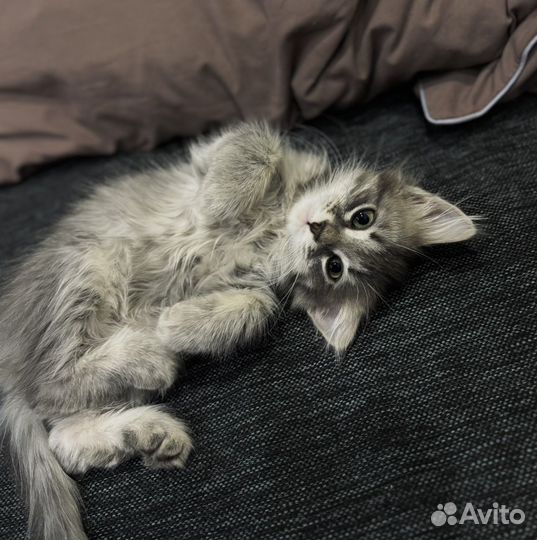 Котенок девочка в добрые руки