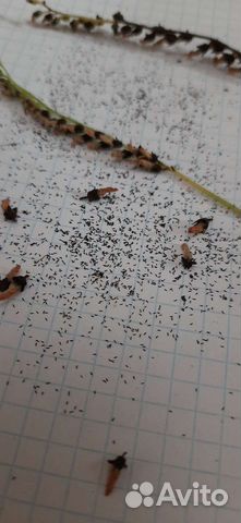 Семена росянки. Плотоядные растения