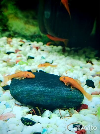 Продам сомиков анциструс Супер Рэд