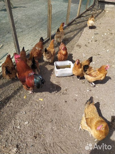 Цыплята несушки