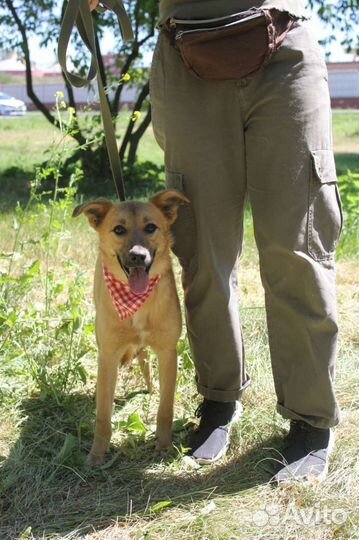 Собака в добрые руки