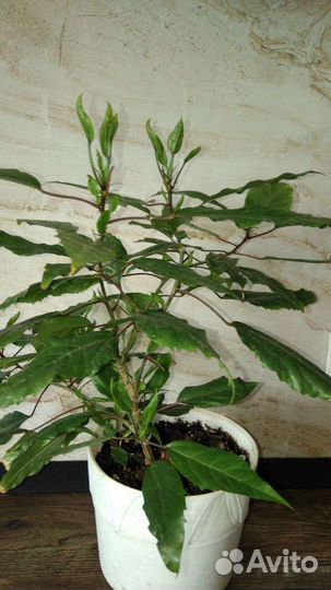 Олеандр махровый розовый Гибискус вариегатный