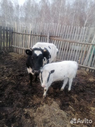 Корова с теленком