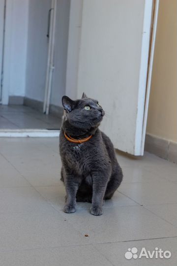 Кот серый дымчатый