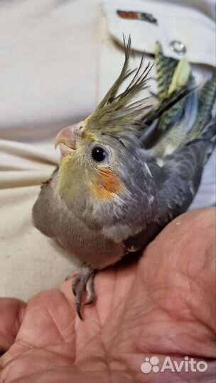 Попугай корелла птенцы