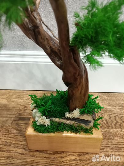 Дерево бонсай стабилизированное