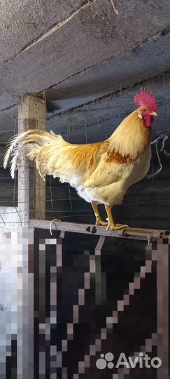 Петухи 9 мес
