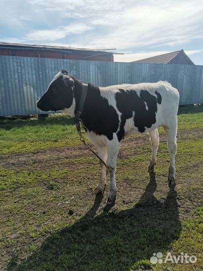 Продам телочку