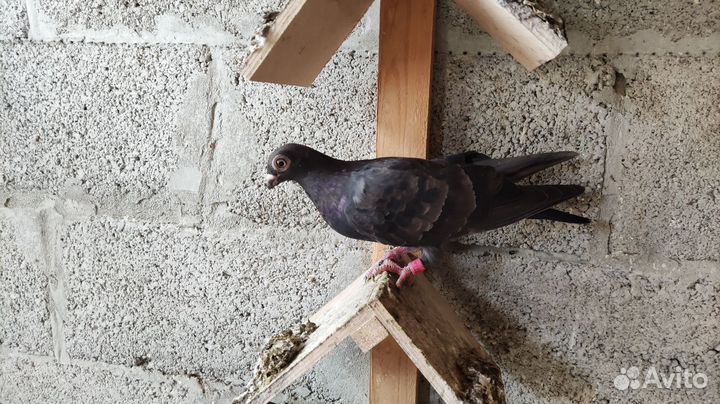 Голуби порода 