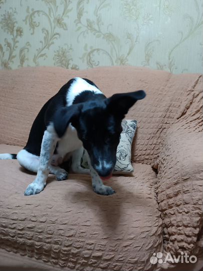 Щенок девочка в добрые руки