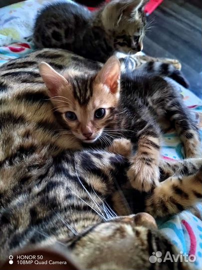Бенгальские котята