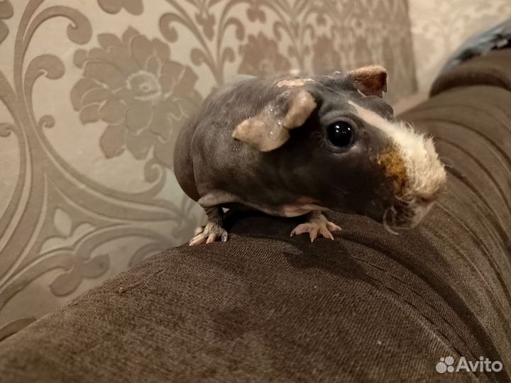 Морская свинка скинни с клеткой