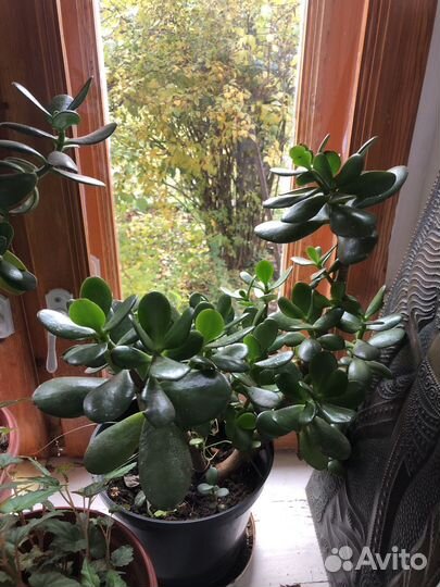 Денежное дерево