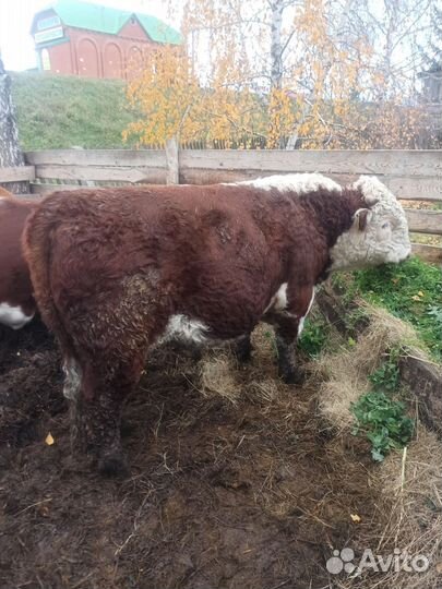 Быки Герефорды