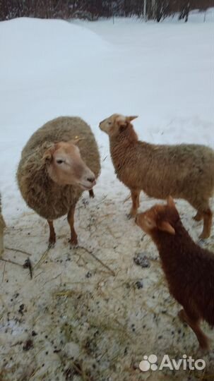 Катумские овцы,ягнята