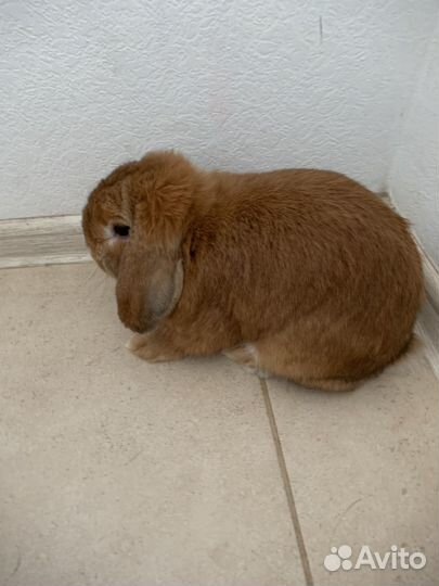 Декоративный кролик, карликовый баран