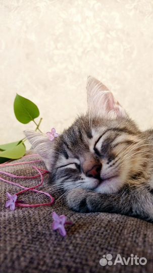 Котенок
